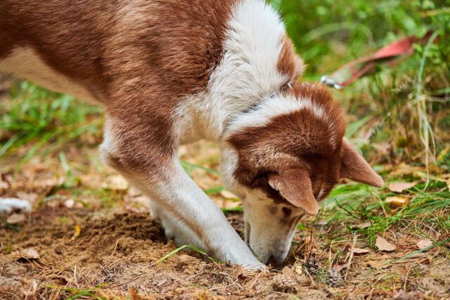 Hund schnüffelt am Boden