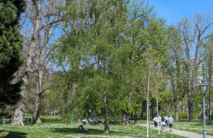 Sommer im Stadtpark