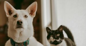 Hund Katze Haustiere