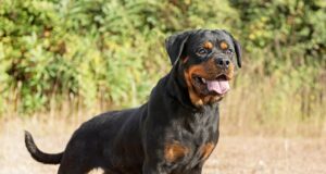 Rottweiler