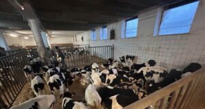 Tiertransport Kälber