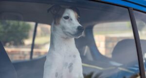 Hund im Auto eingesperrt