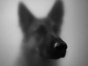 Hund