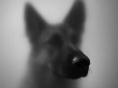 Hund