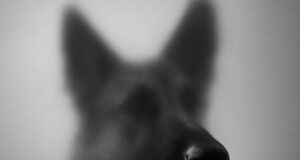 Hund