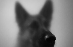 Hund
