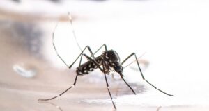 Übertragung von Krankheiten durch Tigermücken