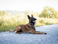 Polizeihund Loki schnappt Einbrecher in Graz Polizeidiensthund Loki