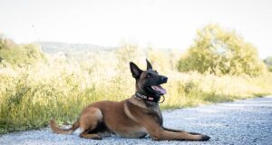 Polizeidiensthund Loki