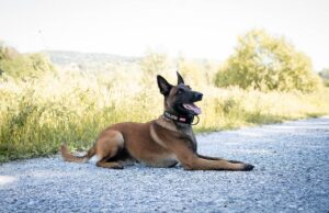 Polizeihund Loki schnappt Einbrecher in Graz Polizeidiensthund Loki