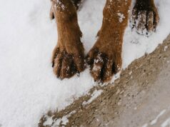 Hundeattacke in Thal endet tödlich für zwei Yorkshire Terrier Hundepfoten im Schnee
