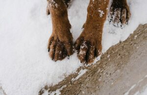 Hundepfoten im Schnee