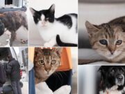 Arche Noah rettet Hündin und elf Katzen aus verwahrlostem Bauernhaus Tierrettung in der Südsteiermark