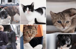 Arche Noah rettet Hündin und elf Katzen aus verwahrlostem Bauernhaus Tierrettung in der Südsteiermark