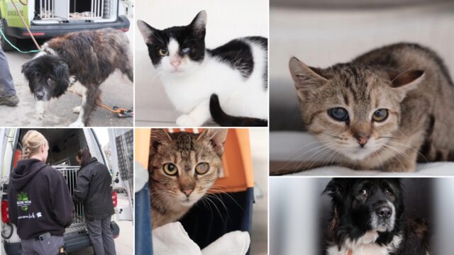 Tierrettung in der Südsteiermark Tierrettung in der Südsteiermark