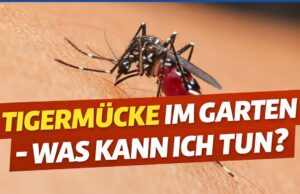 Sie ist lautlos, sie sticht – und sie bleibt: Die Tigermücke in Graz