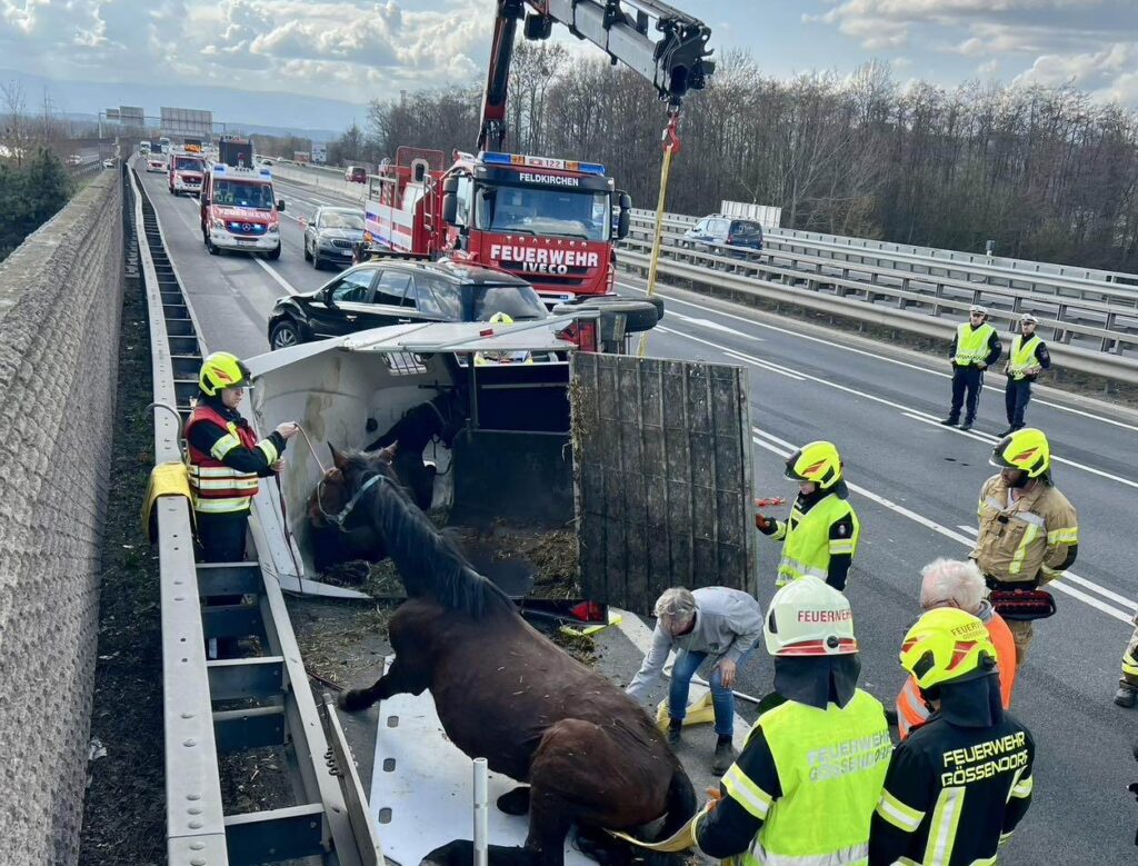 Pferde auf Autobahn nach Unfall
