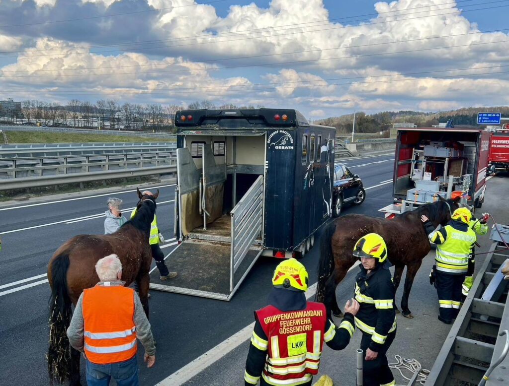 Pferde werden umgeladen