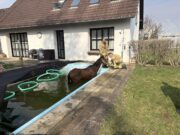 Pferd in Pool gestürzt – Feuerwehr rettet Tier in Graz Pferd aus Pool gerettet