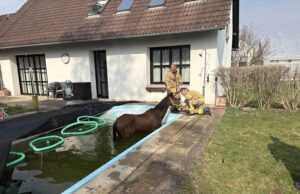 Pferd in Pool gestürzt – Feuerwehr rettet Tier in Graz Pferd aus Pool gerettet