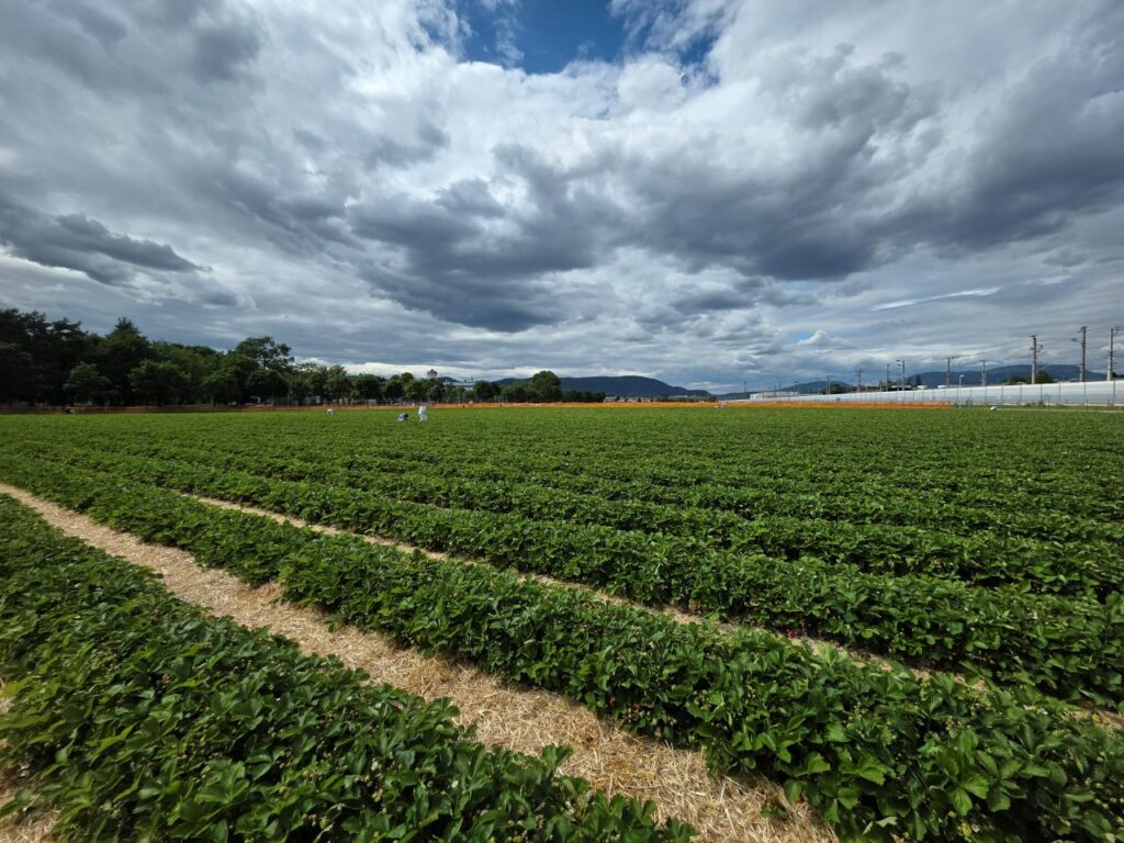 Erdbeeren selber pflücken