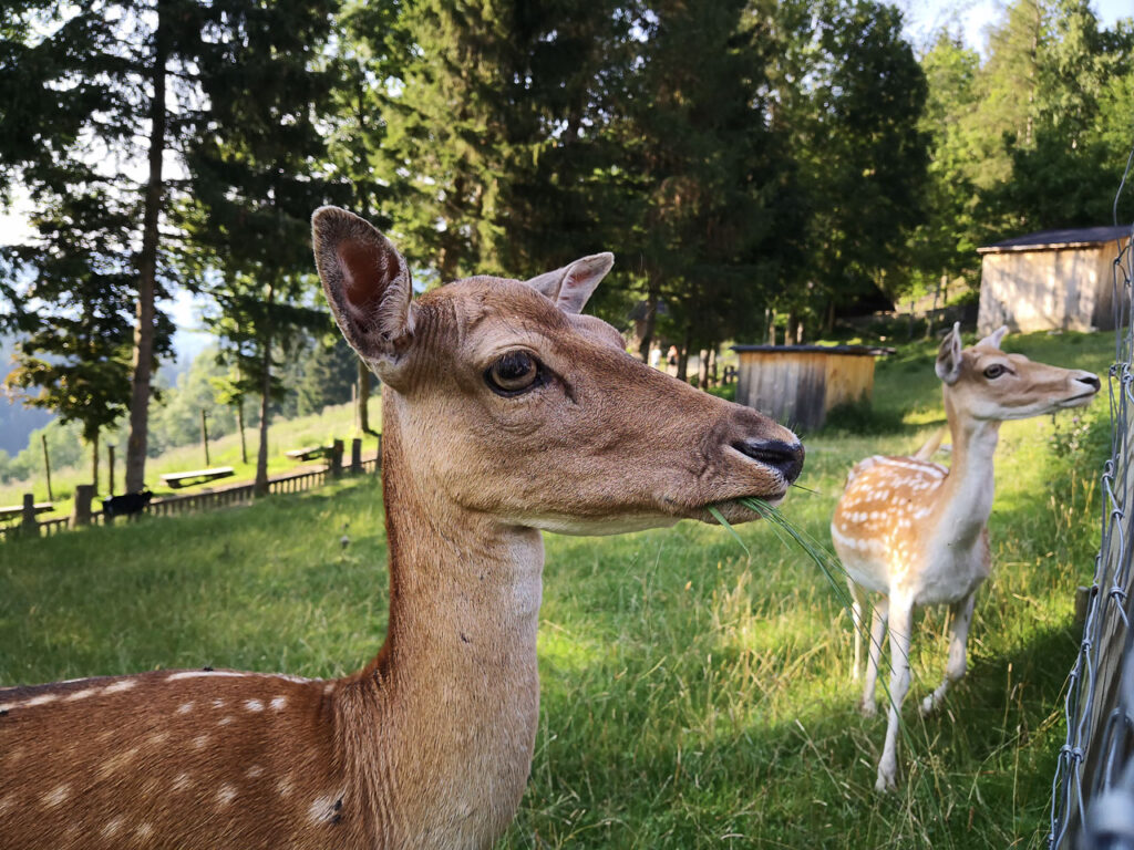 Waldpark Hochreiter Rehe