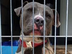 Arche Noah eröffnet neuen Hundebereich – doch Finanzierung bleibt offen Neuer Hundebereich in der Arche Noah