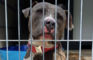 Arche Noah eröffnet neuen Hundebereich – doch Finanzierung bleibt offen Neuer Hundebereich in der Arche Noah