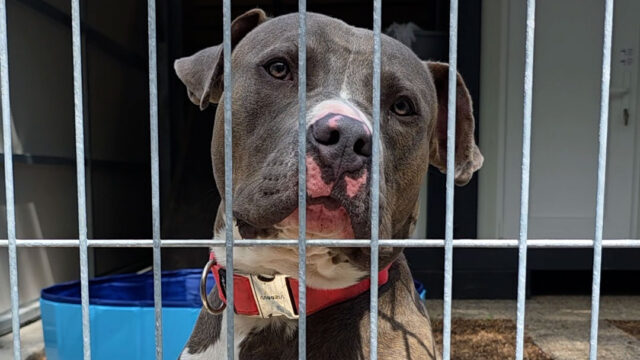 Neuer Hundebereich in der Arche Noah Neuer Hundebereich in der Arche Noah