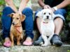 Sachkundenachweis für Hunde in Österreich