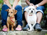 Neuer Sachkundenachweis: Was ab Juli für Tierhalter:innen gilt Sachkundenachweis für Hunde in Österreich