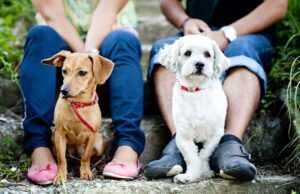 Neuer Sachkundenachweis: Was ab Juli für Tierhalter:innen gilt Sachkundenachweis für Hunde in Österreich