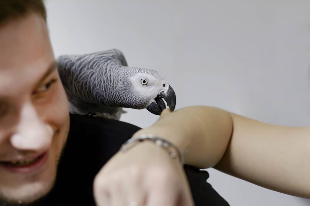 Sachkundenachweis Papageienvögel