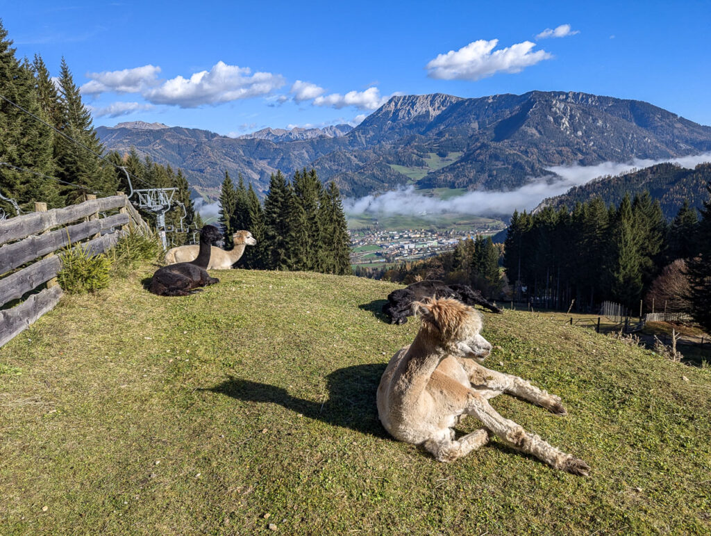 Wilde Berg Mautern