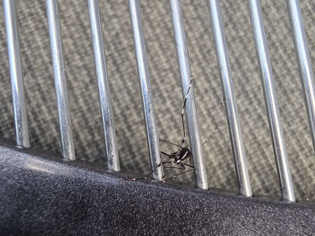 Tigermücke Insektenschläger