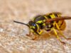 Insektenstiche in Österreich: Fast sieben Tote pro Jahr wespe