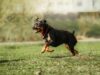 Rottweiler läuft