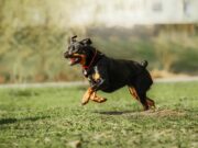 Rottweiler beißt Besitzerin mehrfach: 54-Jährige lebensgefährlich verletzt Rottweiler läuft