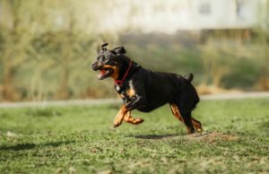 Rottweiler beißt Besitzerin mehrfach: 54-Jährige lebensgefährlich verletzt Rottweiler läuft
