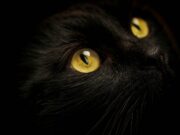 Tierquälerei in Admont: Katze getötet und an Kreuz geschraubt Schwarze Katze