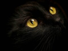 Tierquälerei in Admont: Katze getötet und an Kreuz geschraubt Schwarze Katze