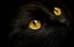 Tierquälerei in Admont: Katze getötet und an Kreuz geschraubt Schwarze Katze