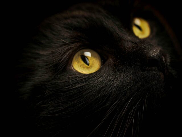 Schwarze Katze Schwarze Katze